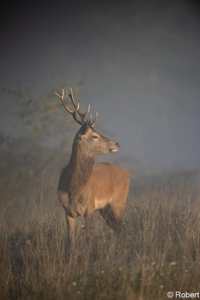 xbrame du cerf