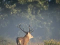 xbrame du cerf