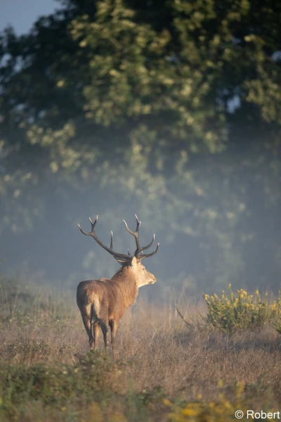 xbrame du cerf