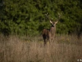 xbrame du cerf