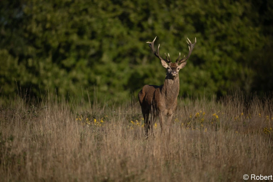 xbrame du cerf
