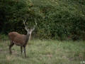 xbrame du cerf