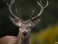 xbrame du cerf