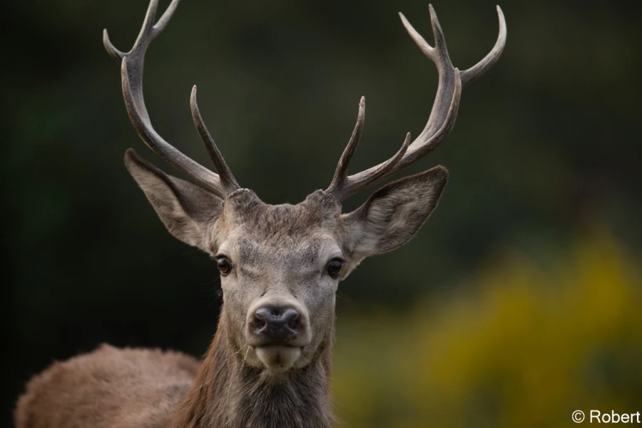 xbrame du cerf