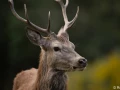 xbrame du cerf