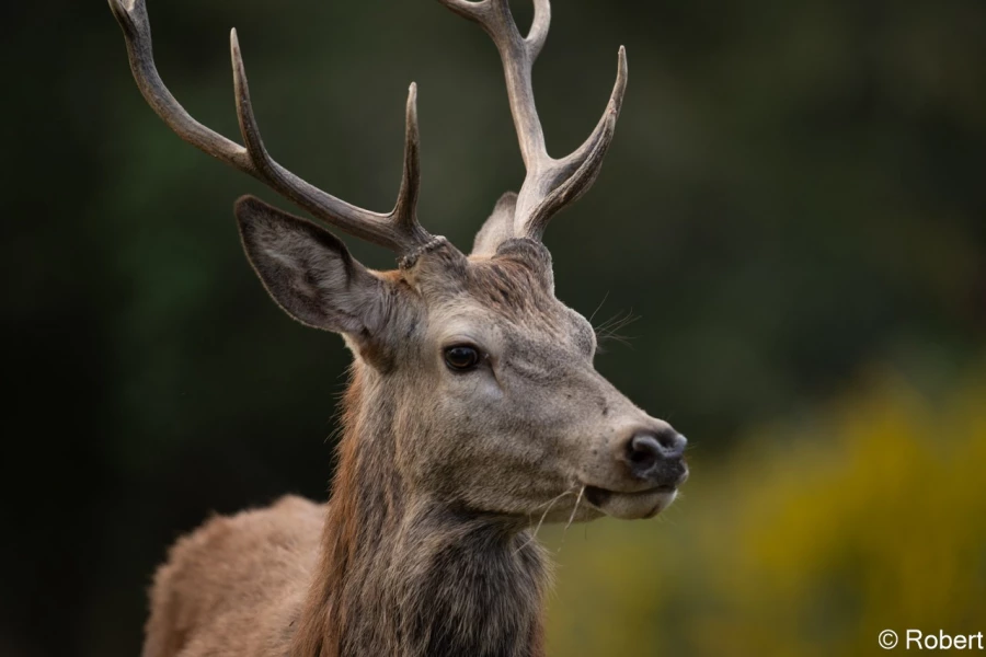 xbrame du cerf