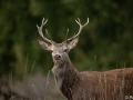 xbrame du cerf