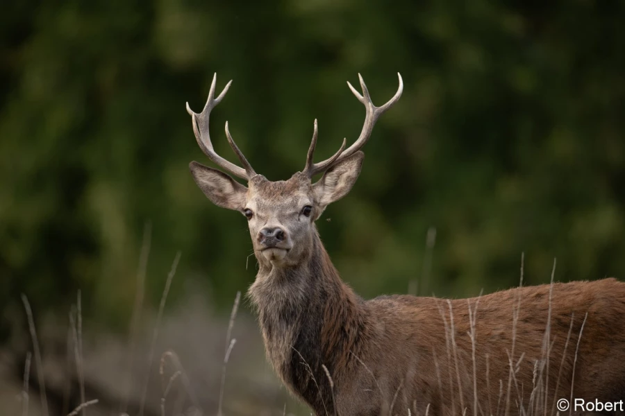 xbrame du cerf