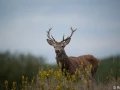 xbrame du cerf