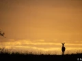xbrame du cerf
