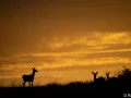xbrame du cerf