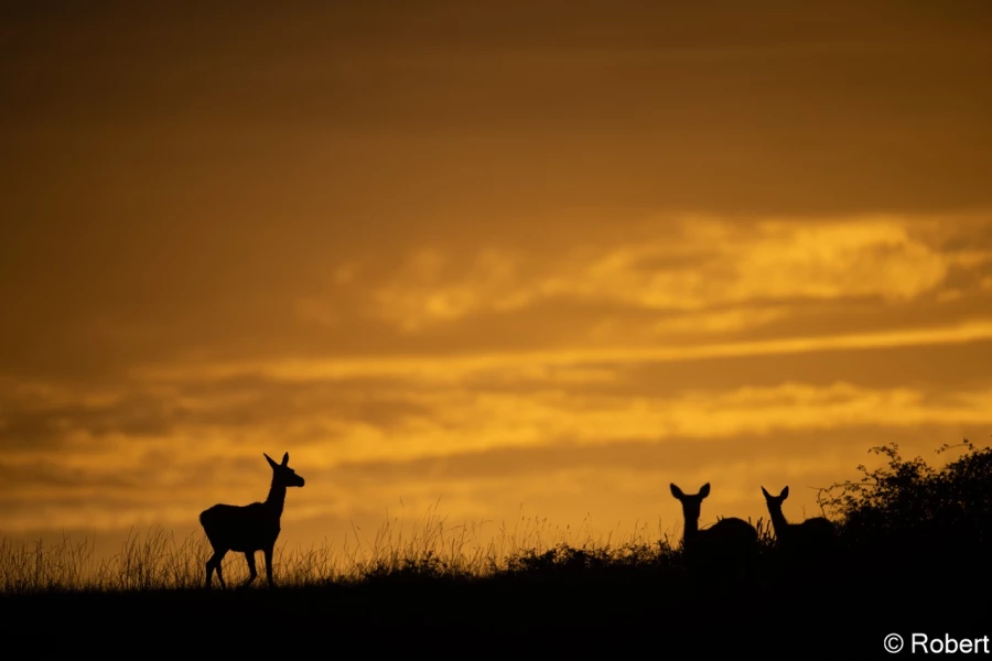 xbrame du cerf