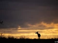 xbrame du cerf