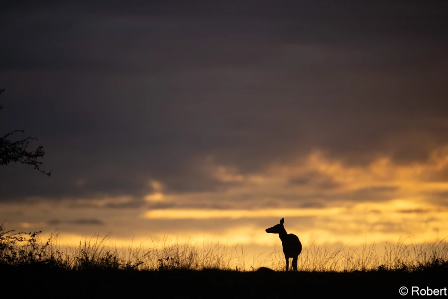 xbrame du cerf