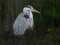 albert