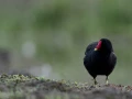 albert