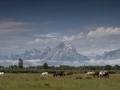 grand teton
