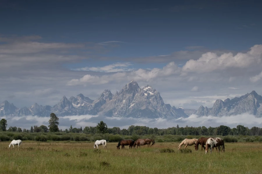 grand teton