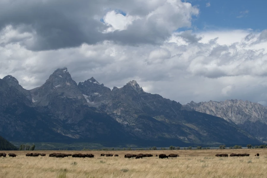 grand teton
