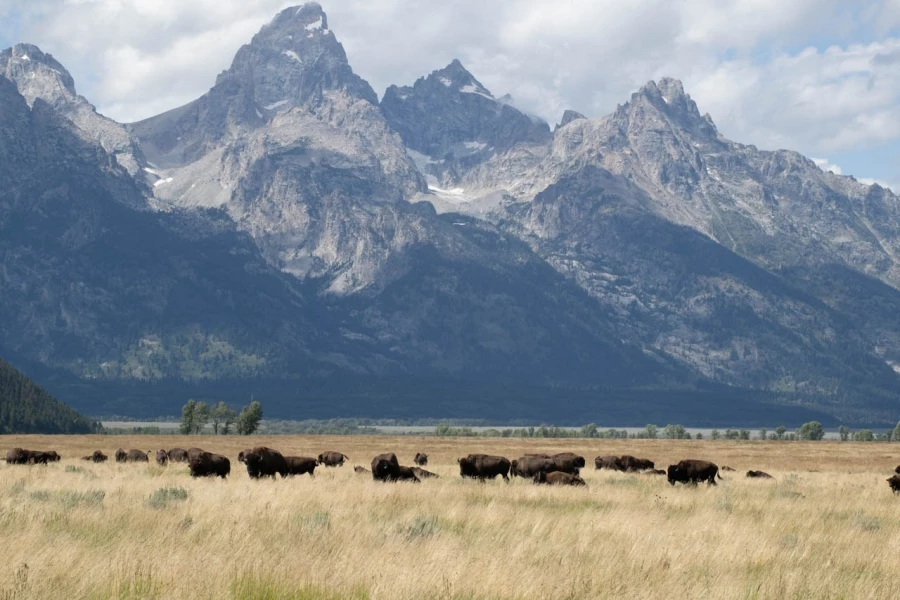 grand teton