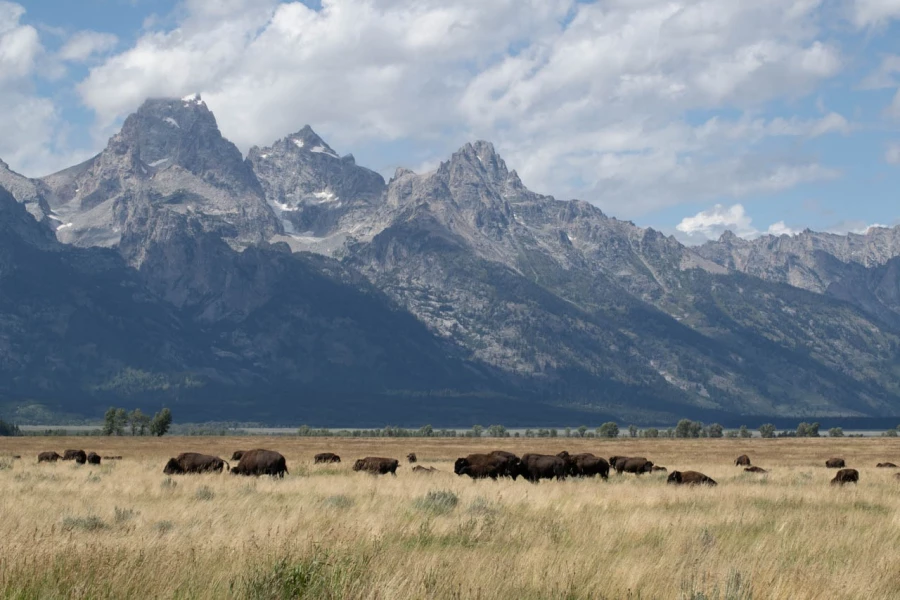 grand teton