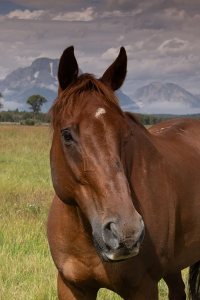grand teton
