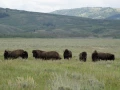 grand teton
