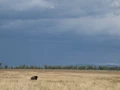 grand teton