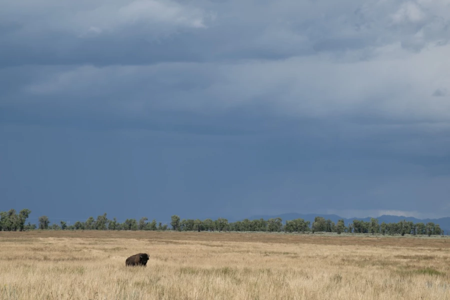 grand teton