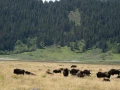 grand teton