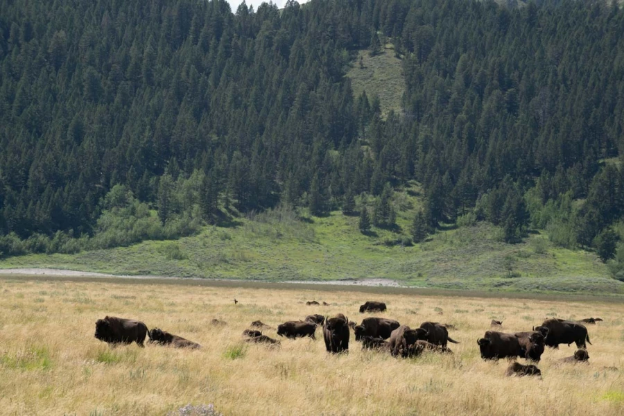 grand teton