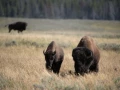 yellowstone