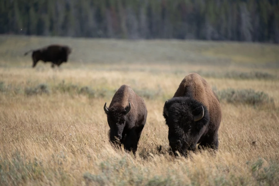 yellowstone