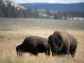yellowstone