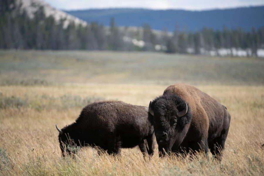 yellowstone