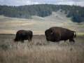 yellowstone