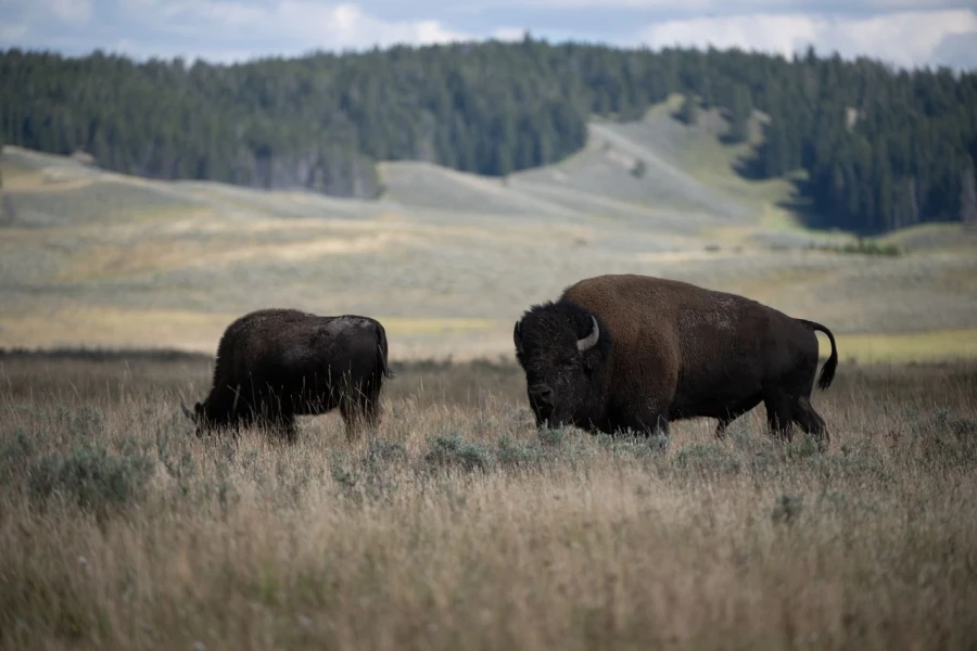 yellowstone