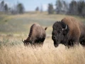 yellowstone