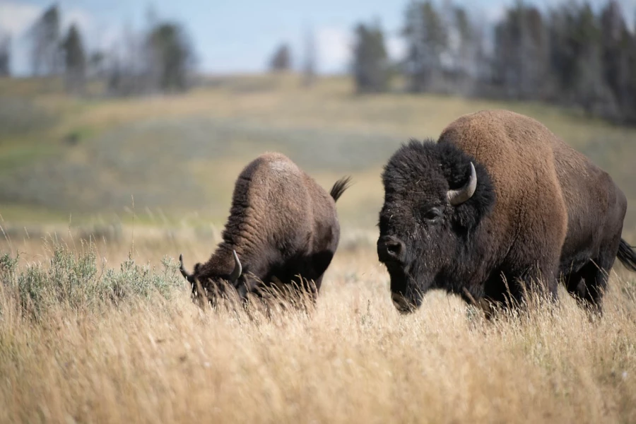 yellowstone