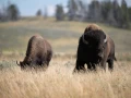yellowstone