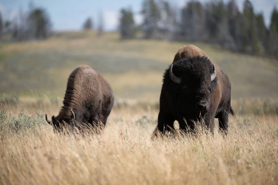 yellowstone