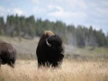 yellowstone