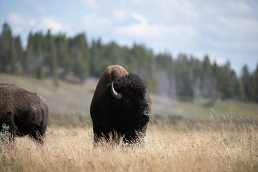yellowstone