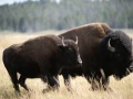 yellowstone