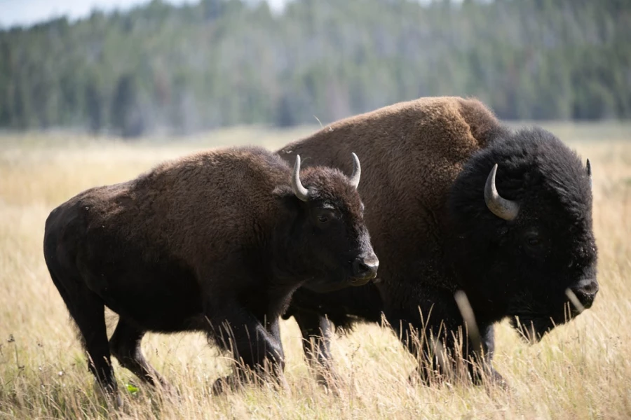 yellowstone