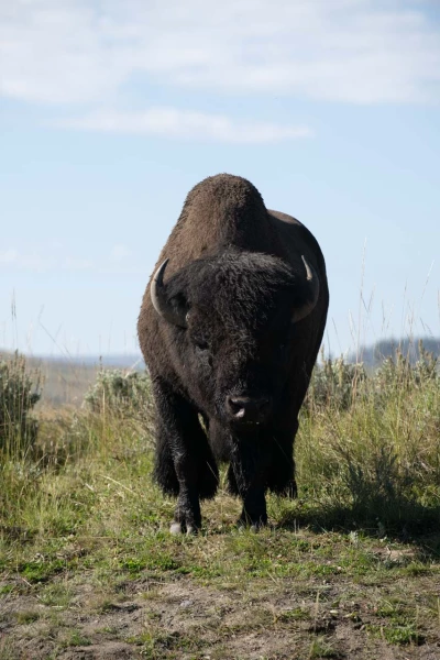 yellowstone