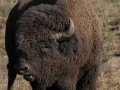 yellowstone