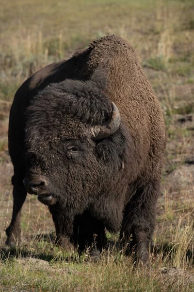 yellowstone