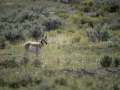 yellowstone