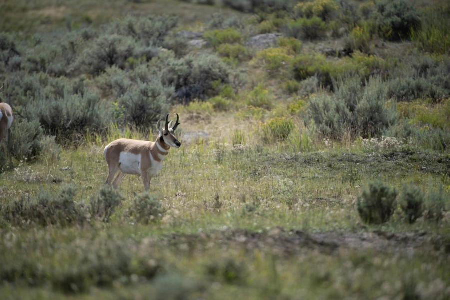 yellowstone